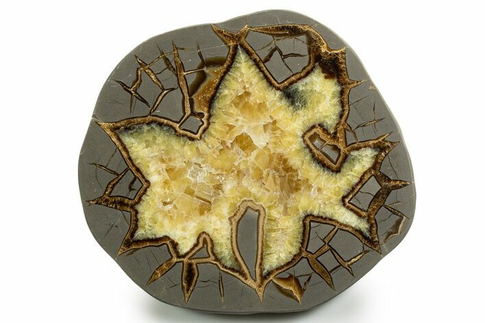 Polished Septarian Slab - Utah #338224